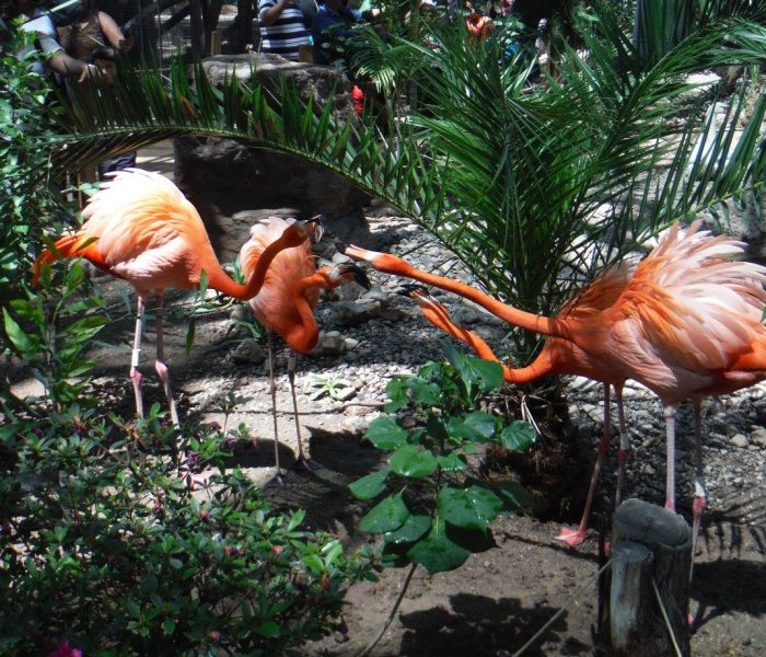 Bosque Zoologico de Mexicali